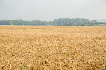 Wheat field on the background of the old Ural mountains