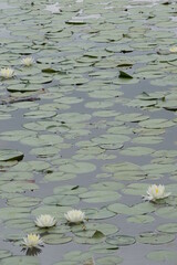 Flowers, Animals, Landscapes, Nature, Unique.Roan Mountain State Park, rhododendron, water lily, waterfall, blue ridge parkway