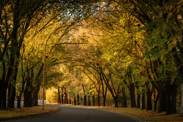 Fototapeta premium Camino con frondosa arboleda en otoño