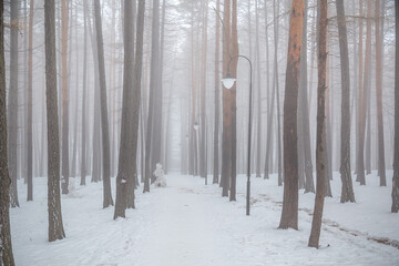 Snow, tree trunks, fog, mysticism