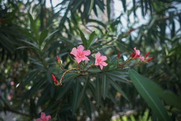 Oleander (Nerium Oleander Pink Joy')