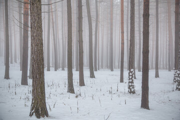 Snow, tree trunks, fog, mysticism