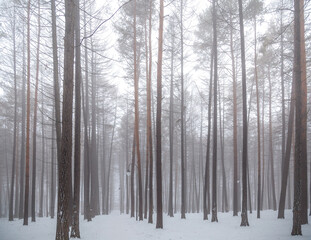 Leafless tree branches on a background of fog