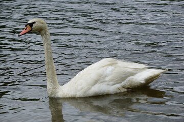 Flowers, Animals, Landscapes, Nature, Unique.Roan Mountain State Park, rhododendron, water lily, waterfall, blue ridge parkway