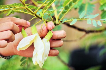 hand picking white sesbania