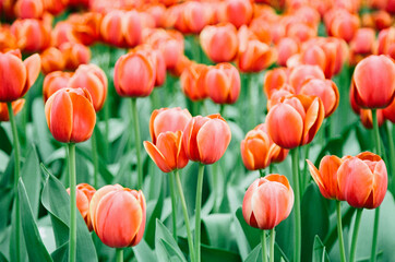 A close up of red tulips against green background