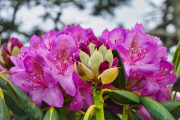 Naklejka premium Photos from Roan Mountain TN