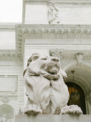 The New York Public Library's iconic lions, a vignette