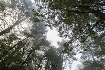 looking up at redwood trees in the forest