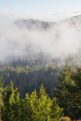 fog above the forest in the mountains