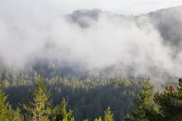 fog above the forest in the mountains