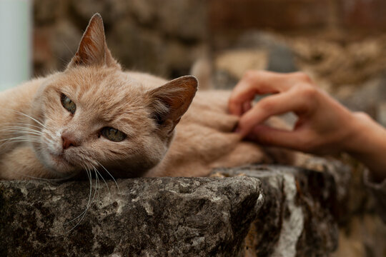 Close up image of a beautiful orange cat with piercing green eyes. Cat is lying on an old stone wall while a hand in the background is petting it. Cat is content and relaxed.