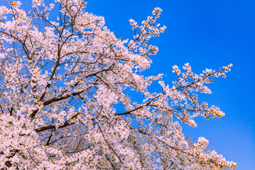 桜と青空