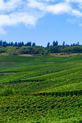 Beautiful green vineyard, autumn landscape before harvest