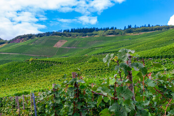Fototapeta na wymiar Beautiful green vineyard, autumn landscape before harvest