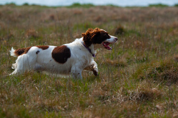 A brittany Spaniel dog is running in the grassland on a sunny afternoon. The dog is energetic and active.