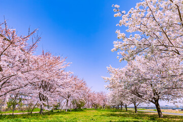 桜と青空