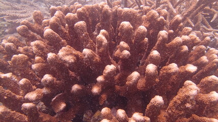 Beautiful coral found at coral reef area at Tioman island