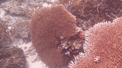 Beautiful coral found at coral reef area at Tioman island