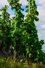 Beautiful green vineyard before harvest
