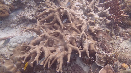 Fototapeta na wymiar Beautiful coral found at coral reef area at Tioman island