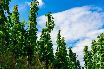 Beautiful green vineyard before harvest
- 360097671