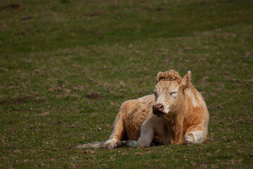 Close up picture of an isolated orange cattle lying on grass in a relaxed way. Cow's eyes are closed and is about to fall a sleep. It is a free range pasture cattle with fluffy hair on scalp. 