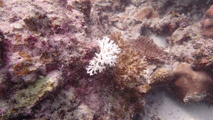 Beautiful coral found at coral reef area at Tioman island