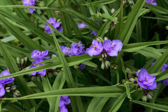 Lilac flowers of tradescantia grow in the garden against a background of green leaves. Close-up.