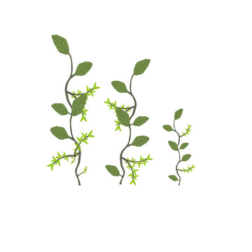 Branches of green plants on a white background