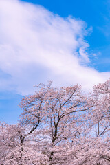 Fototapeta premium 桜と雲