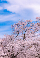 Obraz na płótnie Canvas 桜と雲