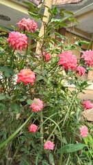pink flowers in the garden