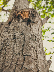 Beautiful natural background. Close-up bottom view of the tree trunk bark and branches. Vintage and faded matt style colour in tinted photo. Ideal for use in vertical design, wallpaper