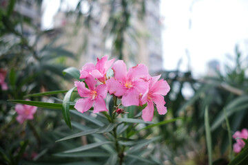 Oleander (Nerium Oleander Pink Joy')