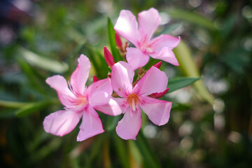 Oleander (Nerium Oleander Pink Joy')