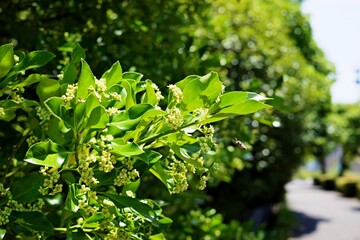 マサキの新緑の葉と花