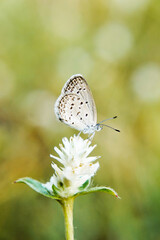 macrophotography a butterfly perched on a flower to extracting honey