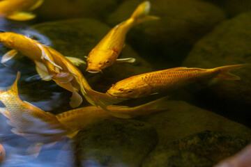 Group of beautiful golden carp swimming in an artificial pool,View from above