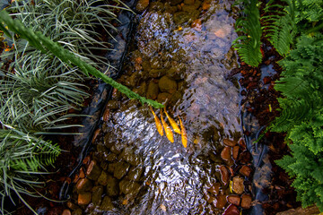Group of beautiful golden carp swimming in an artificial pool,View from above