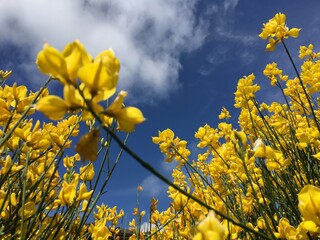 En medio del verano de Melbourne este conjunto de flores amarillas crearon un contraste fascinante...