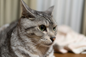 猫の顔　　サバトラ猫