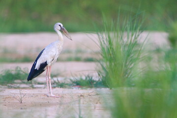 stork