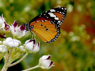 A colourful beautiful butterfly at a flower