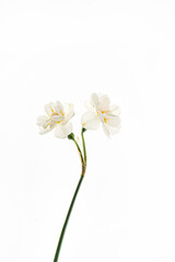 flowers on the white background