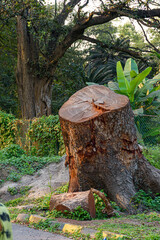 Obraz premium Picture of cut tree trunks on the ground or soil at Indian Botanic Garden located at Shibpur, Howrah, West Bengal, India