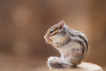 手を使って食べるシマリス