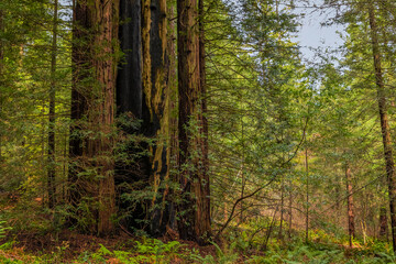 Giant sequoia trees in the Redwoods Forest in California