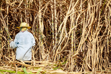 A middle-aged woman working hard to cut sugar cane.