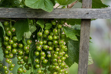 dense green grape tomatoes hanging on the vein in the garden behind wooden poles